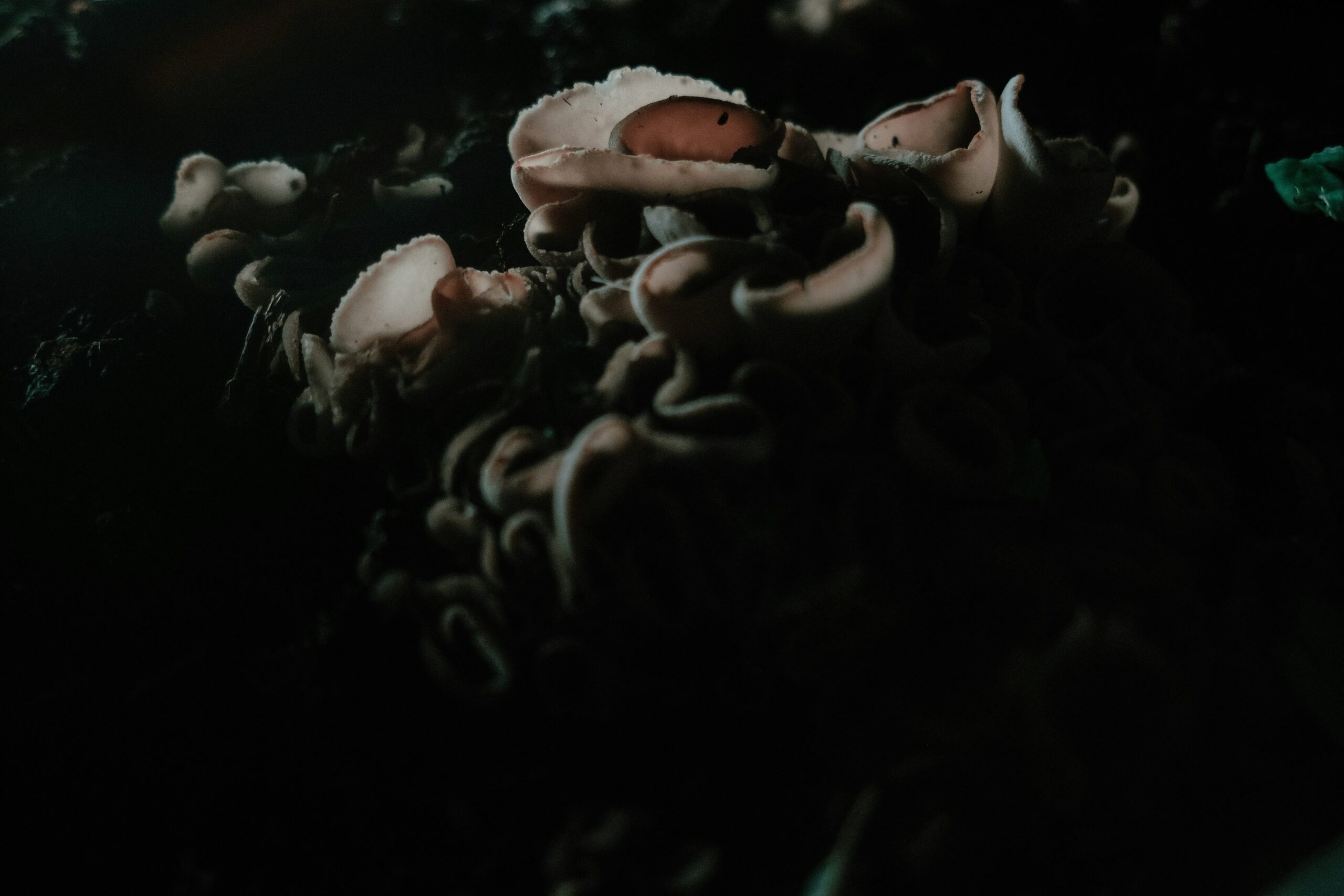 Could a demon feeding off you be the reason behind your misfortunes?