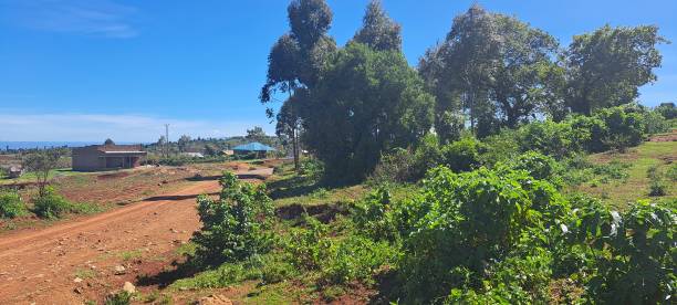 Losing Your Land to Court Cases? Here’s How Masunga Doctors Can Help You Reclaim What’s Rightfully Yours